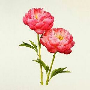 Meet your Posher, Patrica